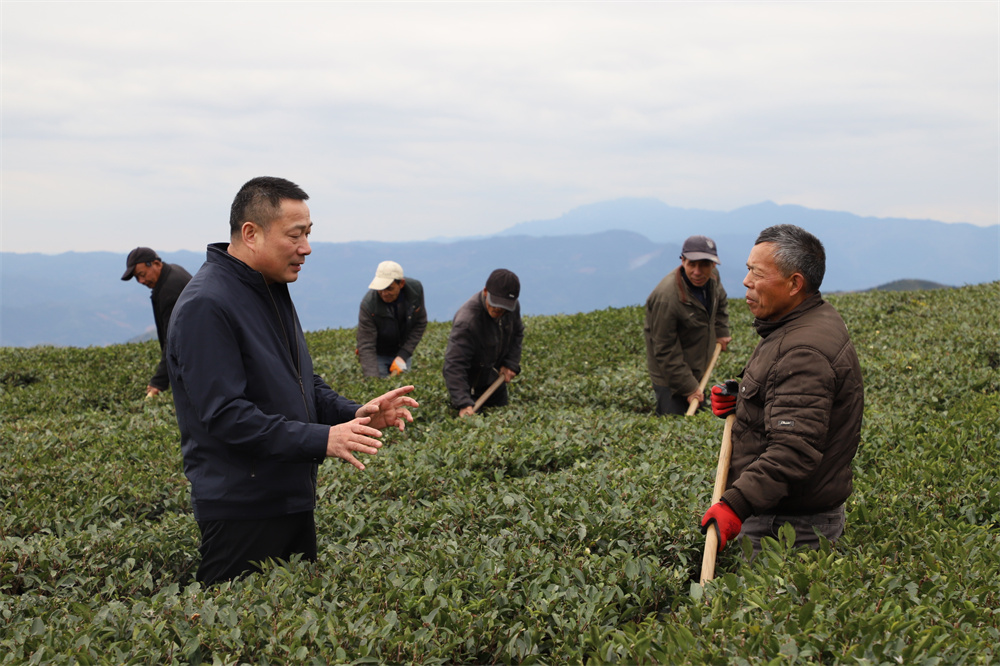 1625107480733304.jpg 10.林振传董事长深入农户茶园指导.jpg